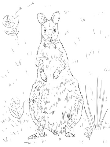 Red Necked Wallaby Coloring Page